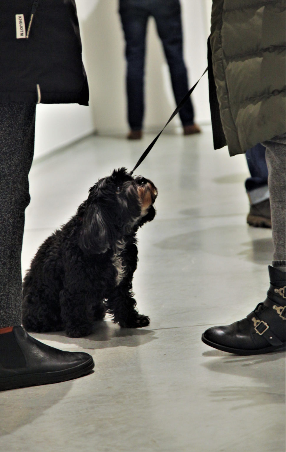 Pies, gość wernisażu siedzi na podłodze