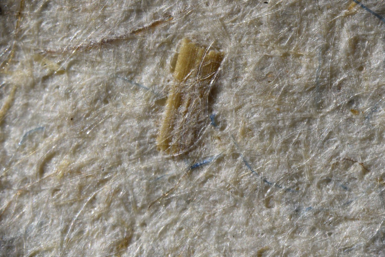 Na zbliżeniu widać nierównomierną fakturę papieru na środku fragment pochodzenia organicznego