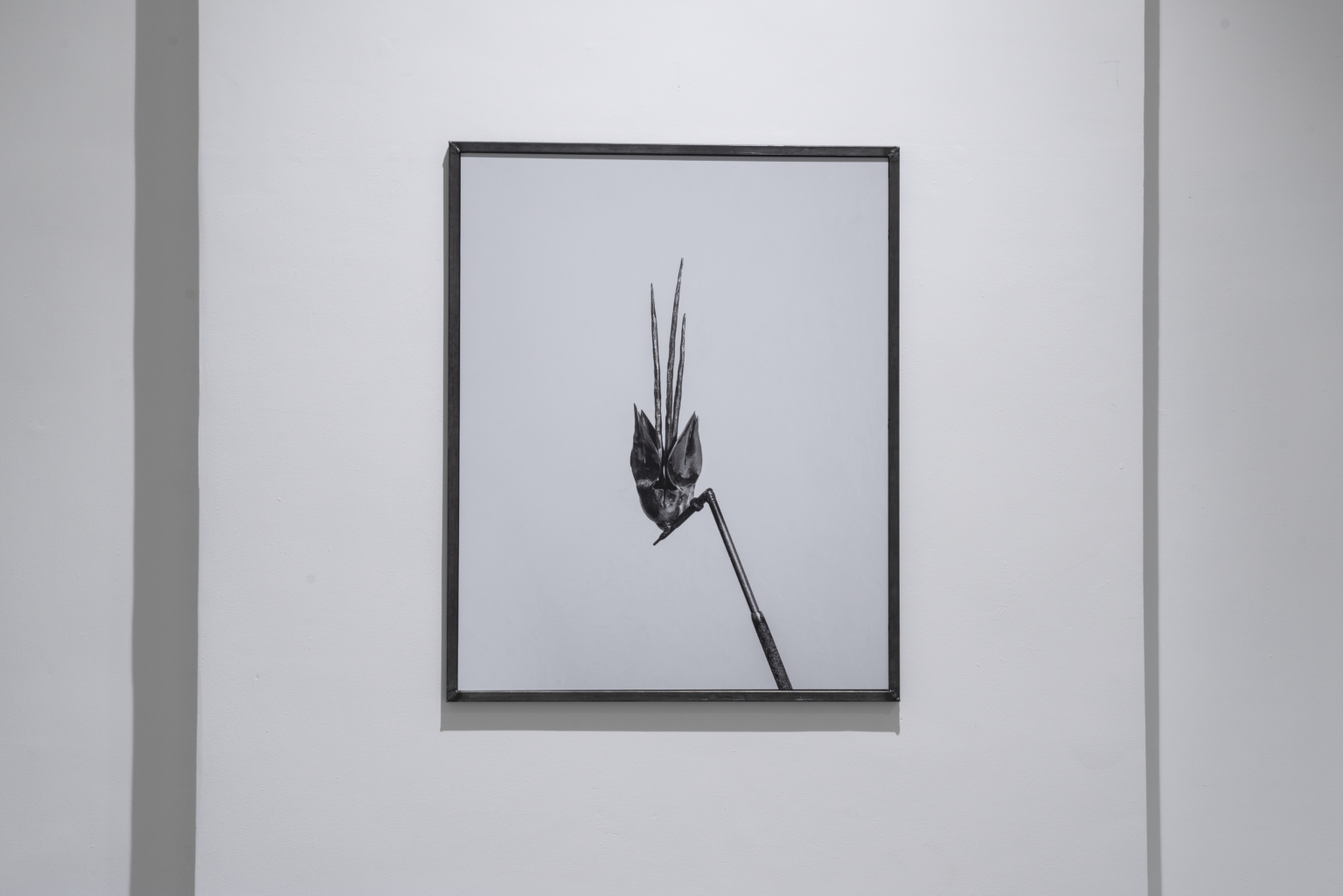 Roślina na białym tle w ramce.