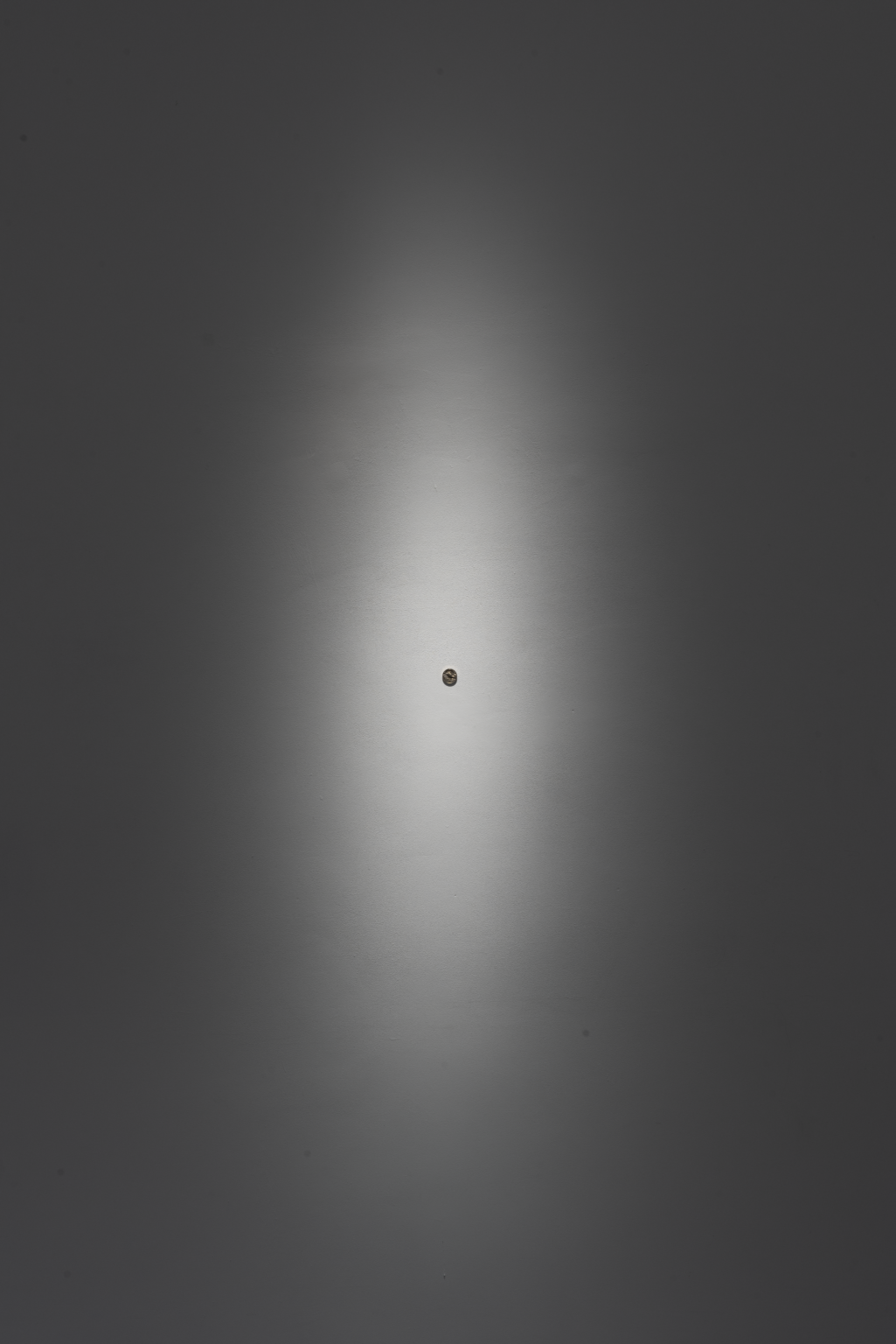 Oddalone zdjęcie okrągłej rośliny na białej ścianie.