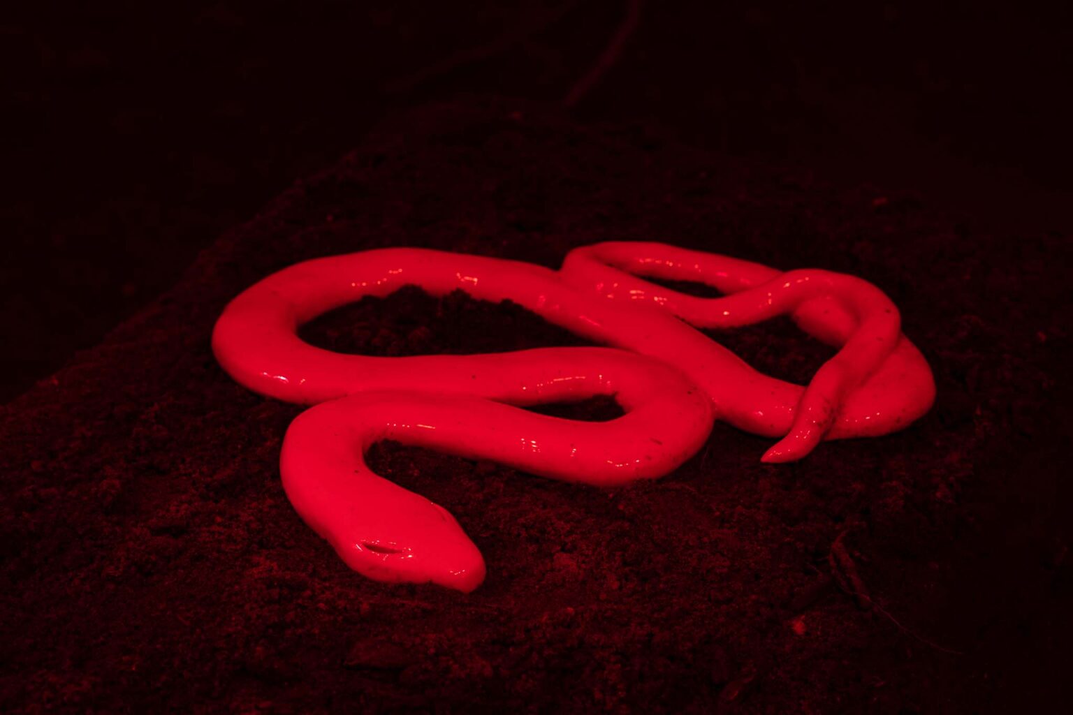 Czerwone obiekty przypominające podłużne robaki na czarnym tle