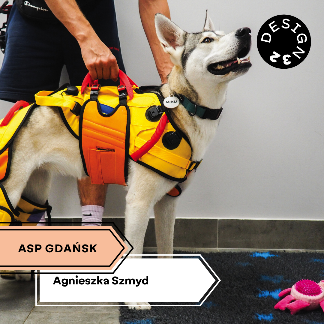 Pies w kolorowej uprzęży