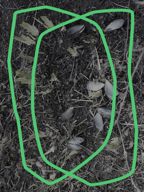 Czarno-białe zdjęcie ziemi z trawą i roślinami; na nim motyw graficzny narysowanych odręcznie zielonym pisakiem nachodzących na siebie okręgów