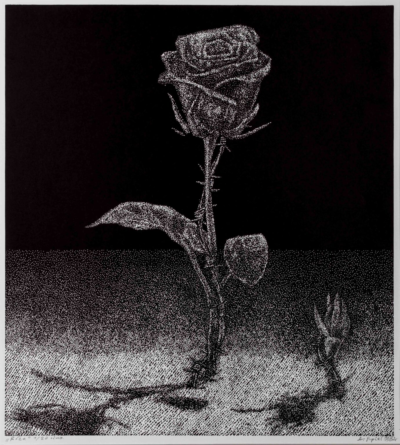 abstrakcyjna grafika z motywem róży