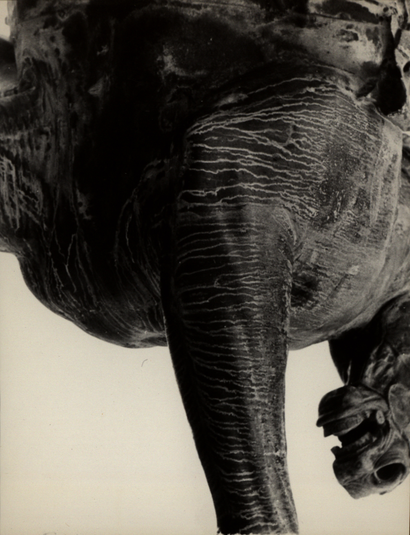 czarno-białe ujęcie słonia z góry