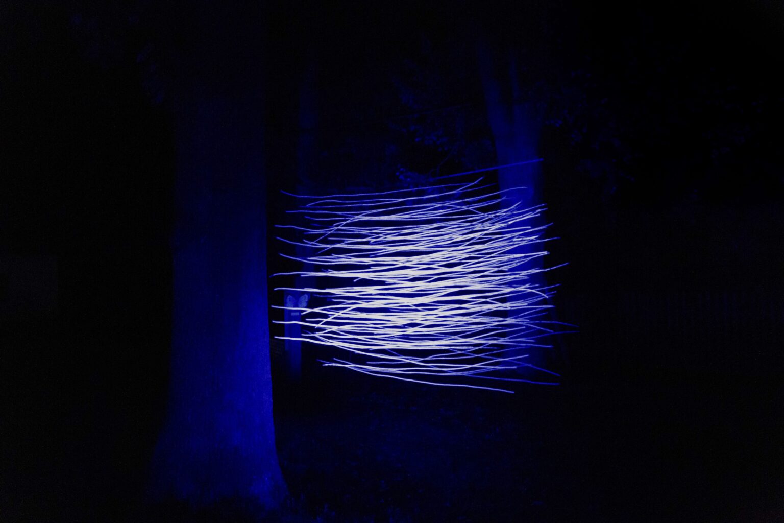 pozioma, niebieska instalacja świetlna nocą wśród drzew