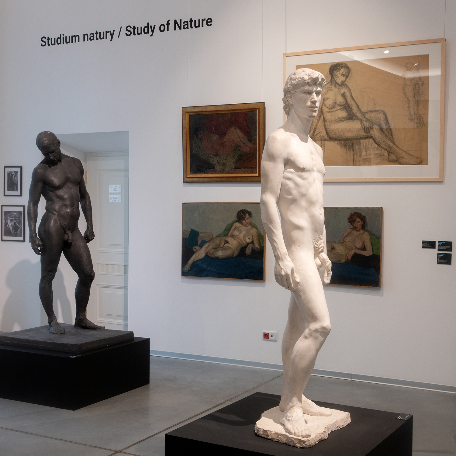 Wnętrze galerii sztuki z wystawą, na ścianie znajduje się napis z czarnych liter „Studium natury / Study of Nature”. Na pierwszym planie znajdują się dwie rzeźby męskich aktów: jedna biała, wykonana z gipsu, przedstawiająca młodego mężczyznę o klasycznych proporcjach, a druga ciemna, wykonana z brązu, przedstawiająca pochyloną postać o dynamicznej sylwetce. Obie rzeźby stoją na czarnych postumentach. W tle na białej ścianie wiszą obrazy i rysunki aktów kobiecych w różnych technikach, w tym szkice węglem i malarstwo olejne. Przestrzeń wystawowa jest minimalistyczna, z jasnym oświetleniem podkreślającym eksponaty.